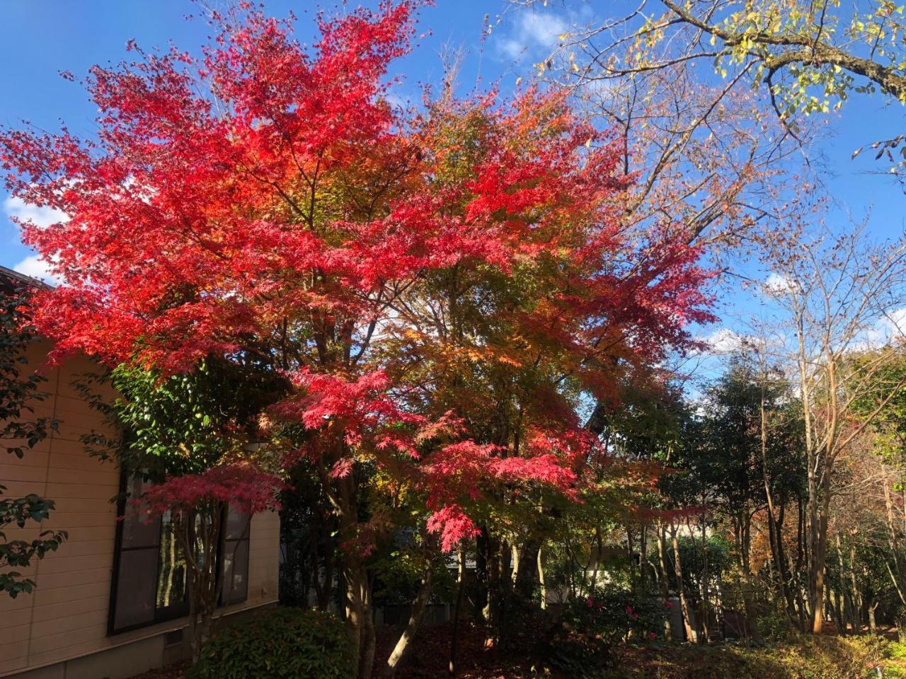 Yufuin Hoshinosato Bed & Breakfast ภายนอก รูปภาพ